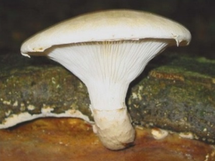 Oyster hasznos tulajdonságok és káros gombák, otthon főzés (tulajdonságok) Oyster hasznos tulajdonságok és káros gombák, főzés otthon