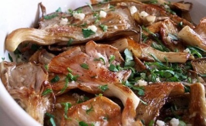 Oyster hasznos tulajdonságok és káros gombák, otthon főzés (feltételek) Oyster hasznos tulajdonságok és káros gombák, főzés otthon