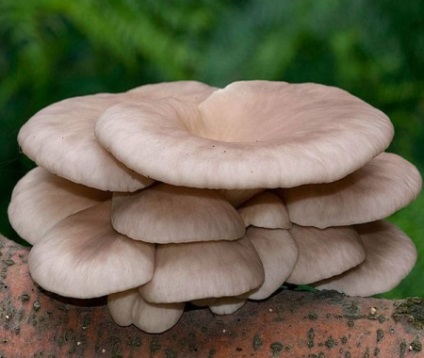 Oyster hasznos tulajdonságok és káros gombák, főzés otthon