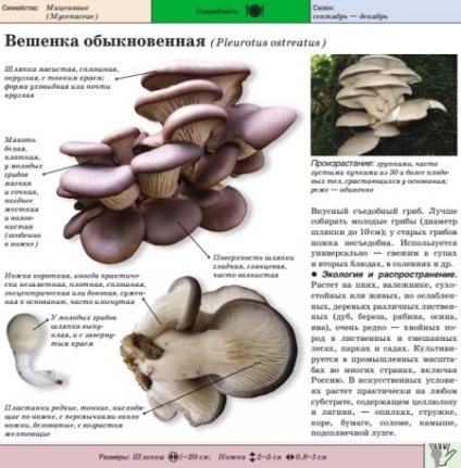 Oyster hasznos tulajdonságok és káros gombák, otthon főzés (gomba) Oyster hasznos tulajdonságok és káros gombák, főzés otthon