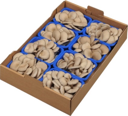 Oyster hasznos tulajdonságok és káros gombák, otthon főzés (feltételek) Oyster hasznos tulajdonságok és káros gombák, főzés otthon