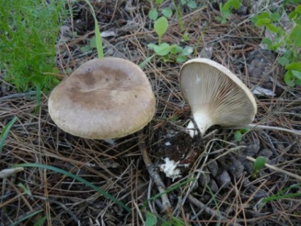 Oyster hasznos tulajdonságok és káros gombák, otthon főzés (hasznos) Oyster hasznos tulajdonságok és káros gombák, főzés otthon