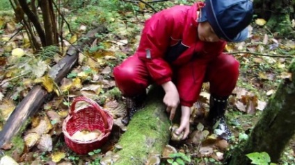 Oyster hasznos tulajdonságok és káros gombák, főzés otthon