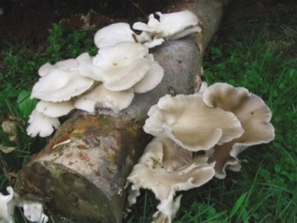 Oyster hasznos tulajdonságok és káros gombák, főzés otthon