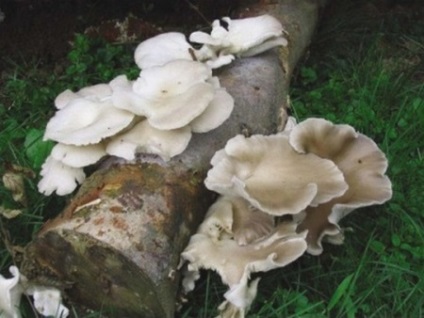 Oyster hasznos tulajdonságok és káros gombák, otthon főzés (feltételek) Oyster hasznos tulajdonságok és káros gombák, főzés otthon