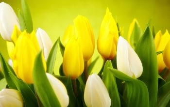 Tavaszi képek, tavaszi háttérképek letölthető gyönyörű fotó tapéta szélesvásznú