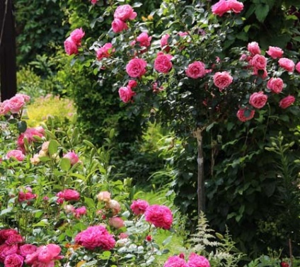 Értesítője a kertész - a rózsák a kertben fogoly Alony Novikovoy