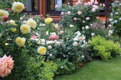 Értesítője a kertész - a rózsák a kertben fogoly Alony Novikovoy