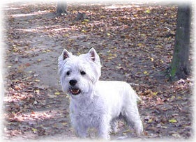 West Highland White terrier (Nagy-Britannia), fotó, természet, tartalom