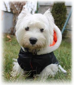 West Highland White terrier (Nagy-Britannia), fotó, természet, tartalom