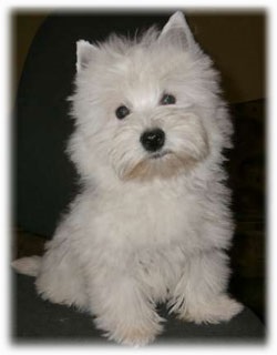 West Highland White terrier (Nagy-Britannia), fotó, természet, tartalom