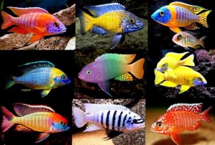 Típusai és neve akváriumi halak fotókkal és részletes leírást