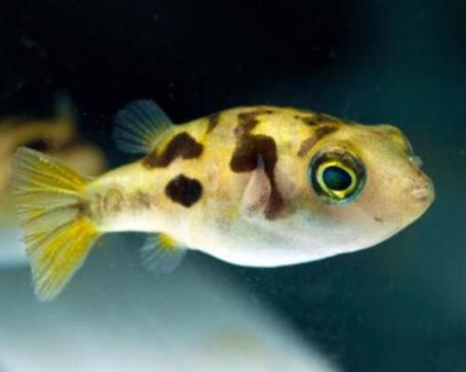 Típusai és neve akváriumi halak fotókkal és részletes leírást