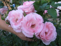 Hibiscus nő egy virágágyás, kerti virágok (tanya) (növekvő) Hibiscus nőnek a virágágyás, virágok a kertben (tanya)