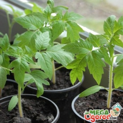 Grow a palánták az ablakpárkányon típusú hajók, a termesztési feltételek és gondozási tippek