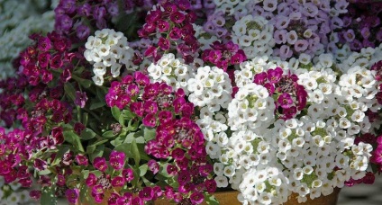 Növekvő Alyssum leszállás, gondoskodás