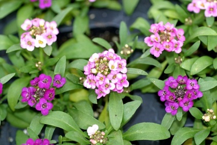 Növekvő Alyssum leszállás, gondoskodás