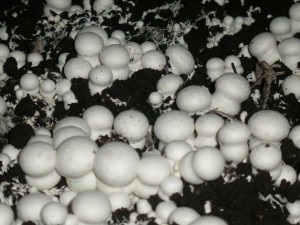 Növekvő gombát a nyílt terepen - a legjobb videó a kertben