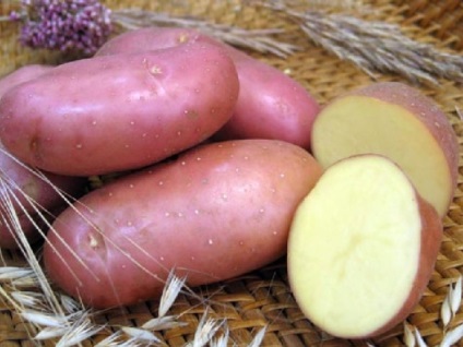 Vitaminok, a burgonyán és a jótékony tulajdonságok (tulajdonságok) Vitaminok, a burgonyán és a kedvező tulajdonságok