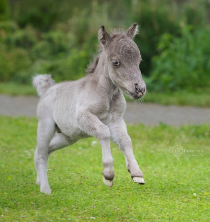 A leningrádi régióban én születtem talán a legkisebb ló a világon