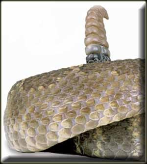 A külső szerkezete a kígyó