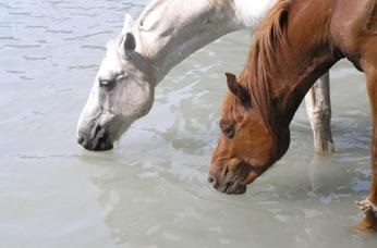 A víz az étrendben a lovak - helyszínen a lovak