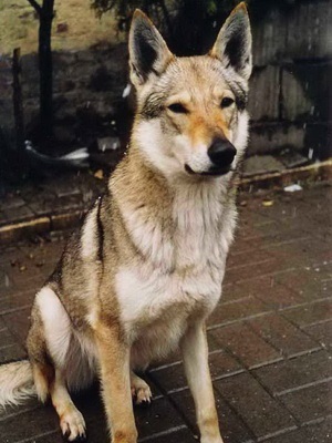 Saarloos Wolfdog fotó, betű, történelem
