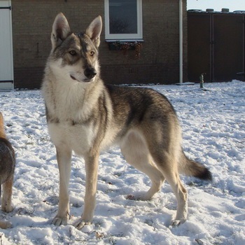 Saarloos Wolfdog fotó, betű, történelem (fotó) Saarloos Wolfdog fotó, betű, történelem