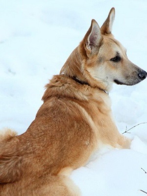 Saarloos Wolfdog fotó, betű, történelem (a farkas) Saarloos Wolfdog fotó, betű, történelem
