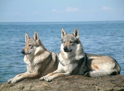 Saarloos Wolfdog gyönyörű, de Spes (szép) Saarloos Wolfdog gyönyörű, de az EUKK