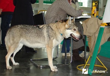 Saarloos Wolfdog fajta leírását, árát kölykök