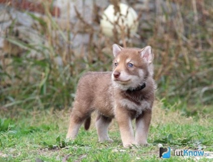 Saarloos Wolfdog fajta leírását, árát kölykök