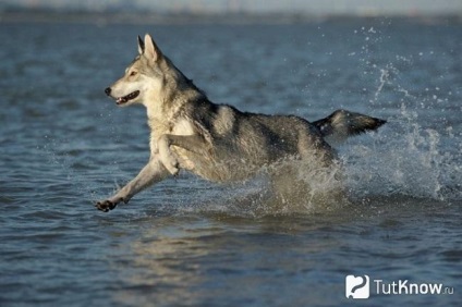 Saarloos Wolfdog fajta leírását, árát kölykök