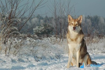 Saarloos Wolfdog fajta leírását, árát kölykök