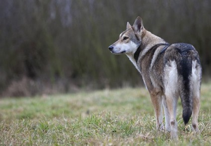 Saarloos Wolfdog leírás, karakter, fotó, vélemények Kennel