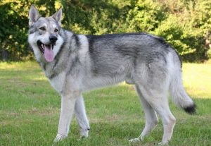 Saarloos Wolfdog leírás, természet fotók, mind a kutyák