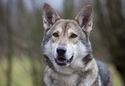 Saarloos Wolfdog leírás, karakter, fotó, vélemények Kennel