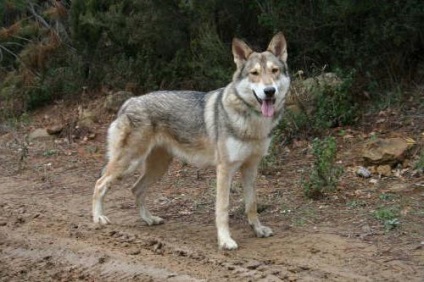 Saarloos Wolfdog leírás, karakter, fotó, vélemények Kennel