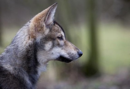 Saarloos Wolfdog leírás, karakter, fotó, vélemények Kennel