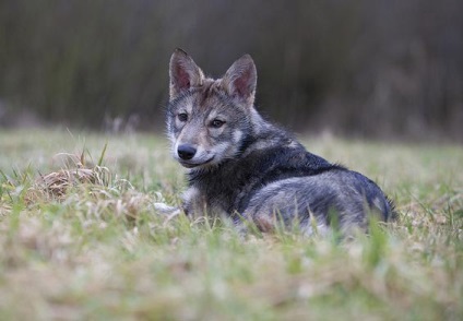 Saarloos Wolfdog leírás, karakter, fotó, vélemények Kennel