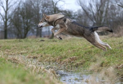 Saarloos Wolfdog leírás, karakter, fotó, vélemények Kennel