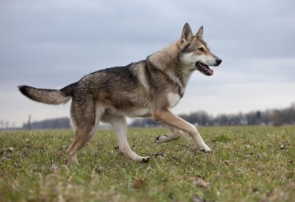 Saarloos Wolfdog leírás, karakter, fotó, vélemények Kennel