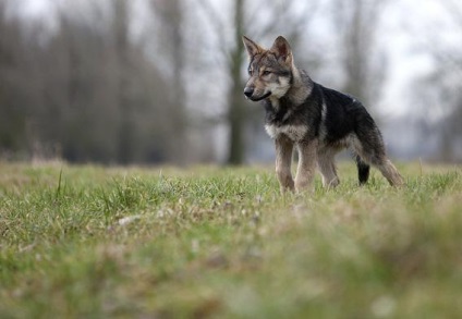 Saarloos Wolfdog leírás, karakter, fotó, vélemények Kennel
