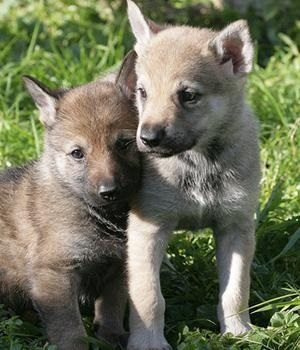 Saarloos Wolfdog leírás, karakter, fotó, vélemények Kennel