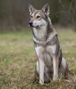 Saarloos Wolfdog leírás, karakter, fotó, vélemények Kennel
