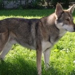 Вовча собака сарлоса - повний опис породи домашніх вовків (фото, відео, опис)