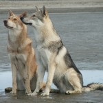 Вовча собака сарлоса - повний опис породи домашніх вовків (фото, відео, опис)