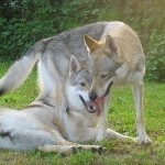 Saarloosi farkaskutya - teljes leírását fajták farkasok (képek, videók, leírások)