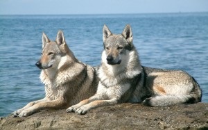 Saarloosi farkaskutya - teljes leírását fajták farkasok (képek, videók, leírások)