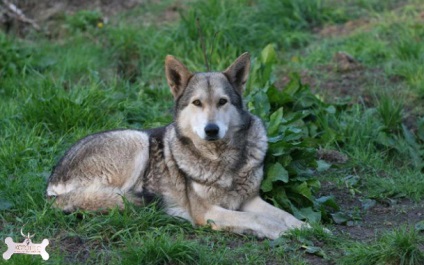 Saarloos Wolfdog (Saarloos wolfhond) (Wolf) Saarloos Wolfdog (Saarloos wolfhond)